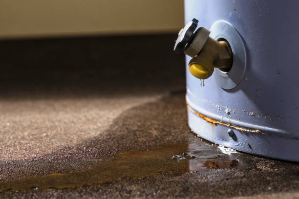 Best Mold removal after water damage  in Rose Valley, PA